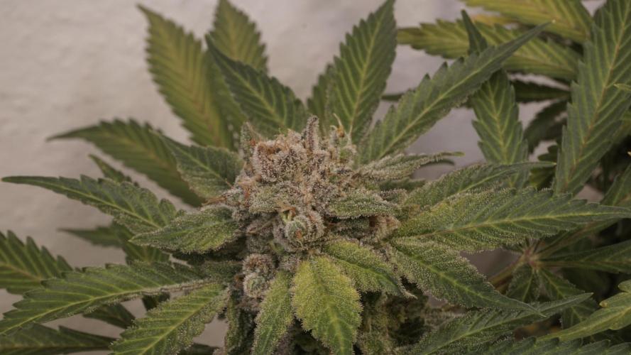 Banana Kush Auto x Sonnenerde. Week 14 - Last day - pre defoliation