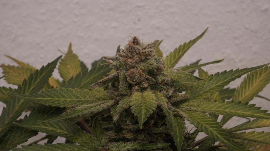 Banana Kush Auto x Sonnenerde. Week 14 - Last day - pre defoliation