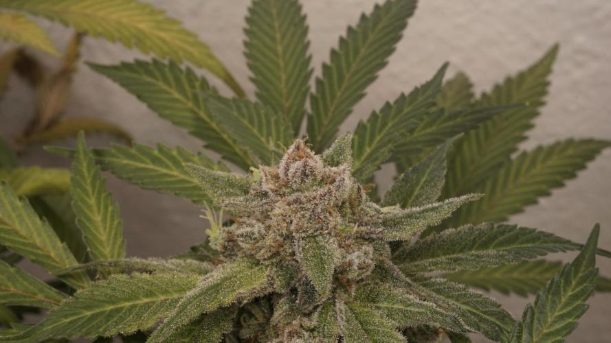 Banana Kush Auto x Sonnenerde. Week 14 - Last day - pre defoliation
