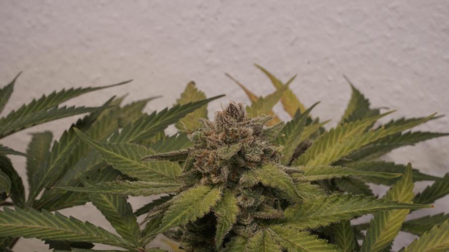Banana Kush Auto x Sonnenerde. Week 14 - Last day - pre defoliation
