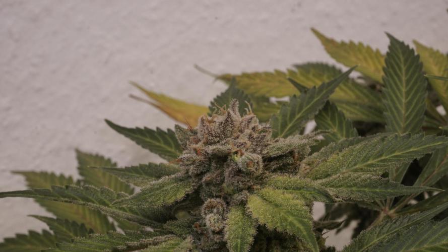 Banana Kush Auto x Sonnenerde. Week 14 - Last day - pre defoliation