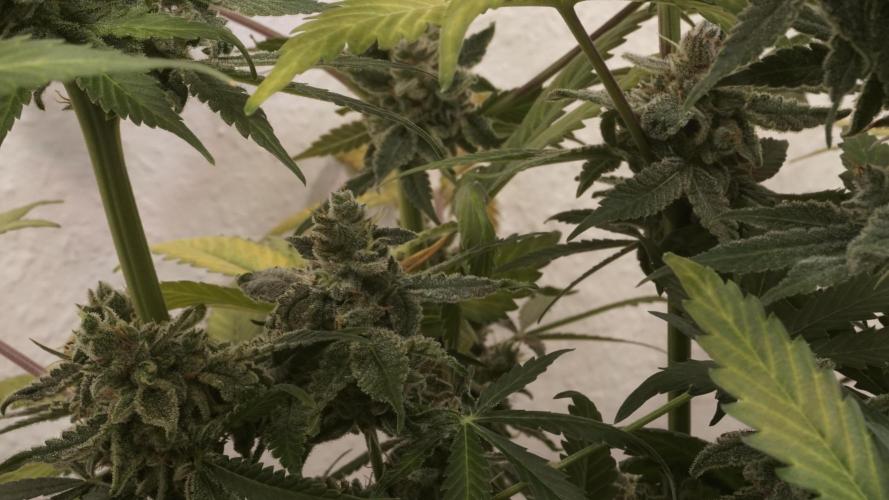 Banana Kush Auto x Sonnenerde. Week 14 - Last day - pre defoliation