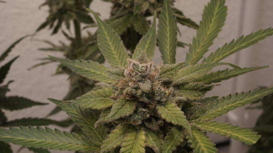 Banana Kush Auto x Sonnenerde. Week 14 - Last day - pre defoliation