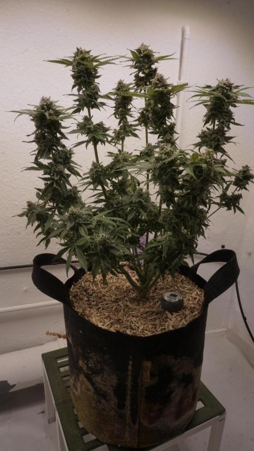 Banana Kush Auto x Sonnenerde. Week 14 - Last day - post defoliation, pre harvest