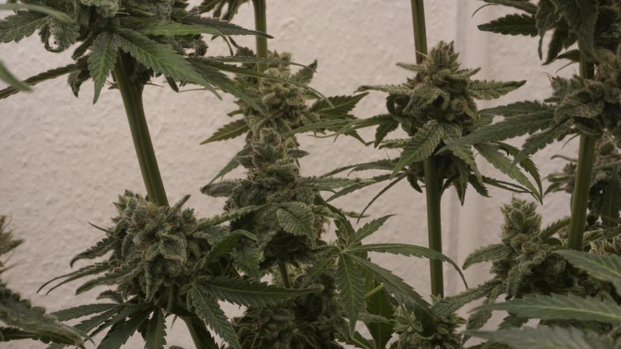 Banana Kush Auto x Sonnenerde. Week 14 - Last day - post defoliation, pre harvest