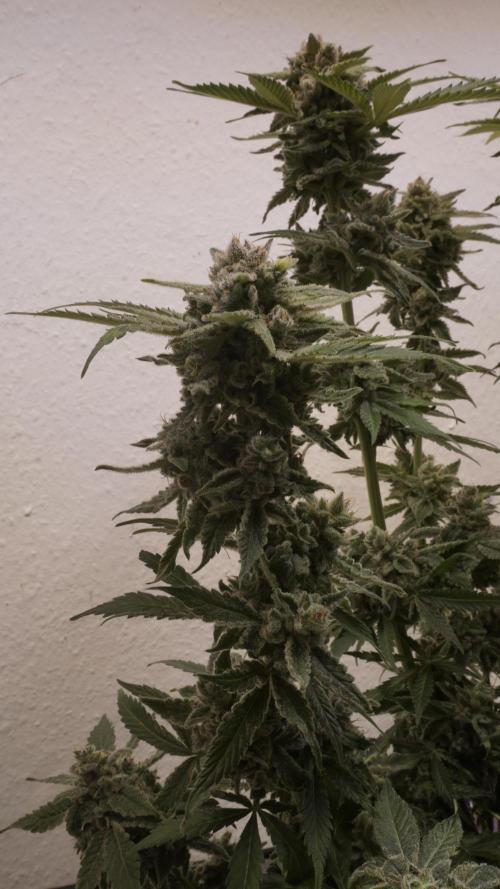 Banana Kush Auto x Sonnenerde. Week 14 - Last day - post defoliation, pre harvest