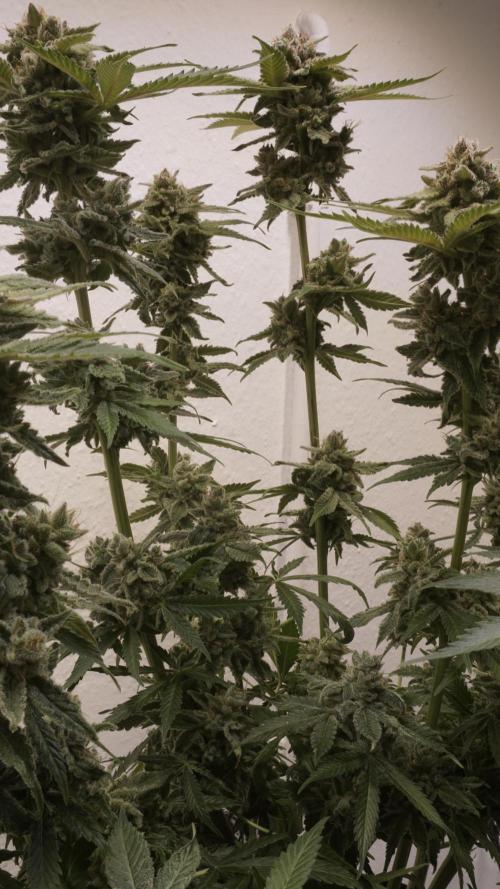 Banana Kush Auto x Sonnenerde. Week 14 - Last day - post defoliation, pre harvest