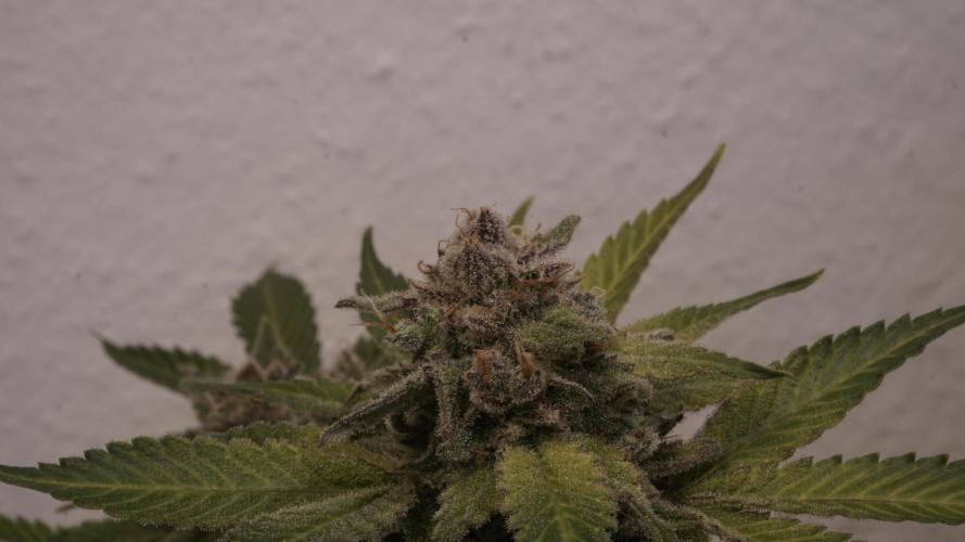 Banana Kush Auto x Sonnenerde. Week 14 - Last day - post defoliation, pre harvest