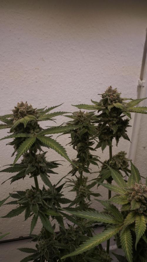 Banana Kush Auto x Sonnenerde. Week 14 - Last day - post defoliation, pre harvest