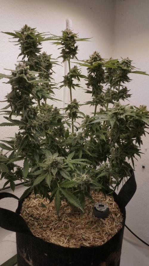 Banana Kush Auto x Sonnenerde. Week 14 - Last day - post defoliation, pre harvest