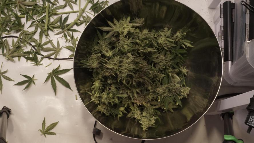 Banana Kush Auto x Sonnenerde. Week 14 - Harvest aftermath