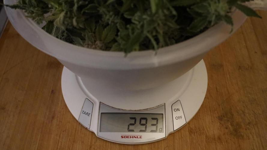 Banana Kush Auto x Sonnenerde. Week 14 - Wet buds weight