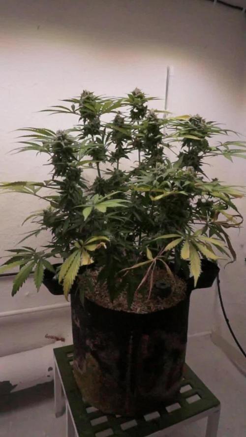 Banana Kush Auto x Sonnenerde