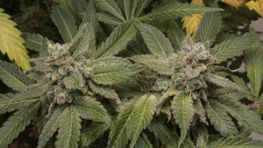 Banana Kush Auto x Sonnenerde. Week 14 - Last day - post defoliation, pre harvest