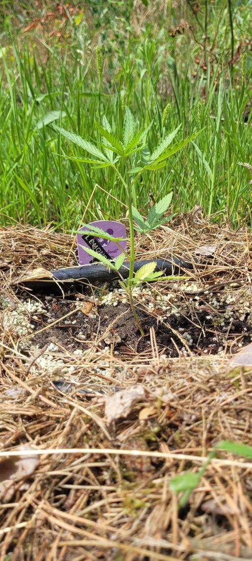 The final Outdoor attempt 2026. Week 4