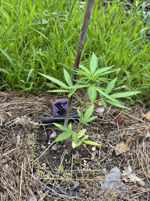 The final Outdoor attempt 2026. Week 5 - Lemongrass Auto