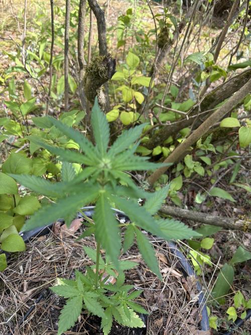 The final Outdoor attempt 2026. Week 6 - Gelato Automatic