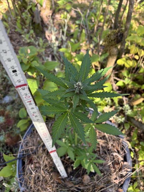 The final Outdoor attempt 2026. Week 6 - Gelato Automatic