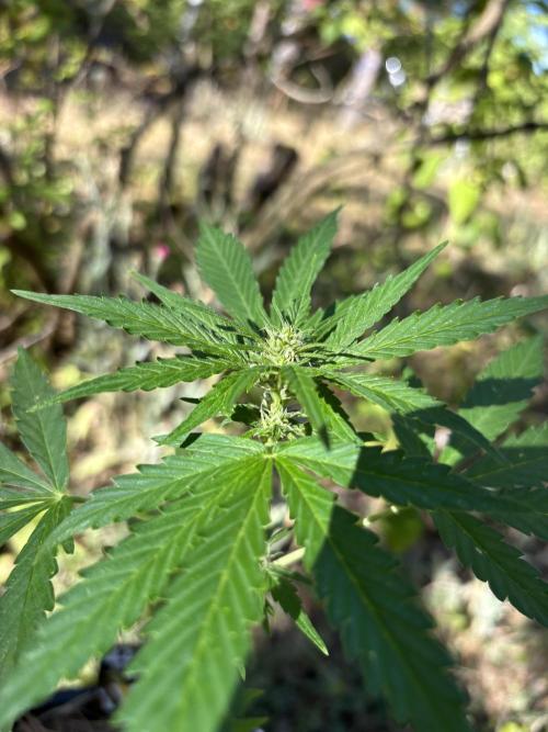 The final Outdoor attempt 2026. Week 6 - Gelato Automatic??