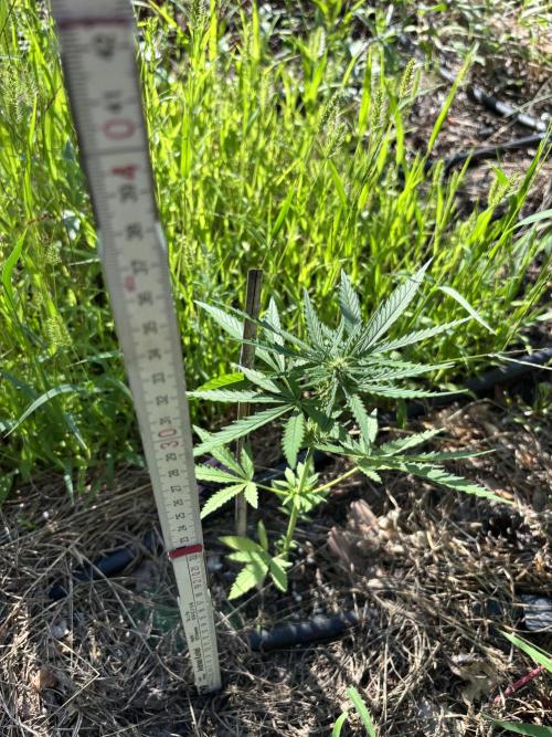 The final Outdoor attempt 2026. Week 6 - Lemongrass Auto