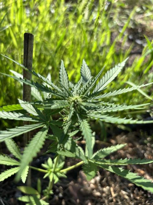 The final Outdoor attempt 2026. Week 6 - Lemongrass Auto