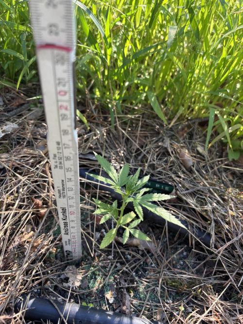 The final Outdoor attempt 2026. Week 6 - Lemon Pie Auto