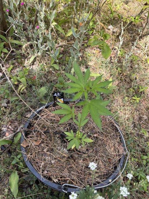 The final Outdoor attempt 2026. Week 6 - Wedding Cheesecake Auto