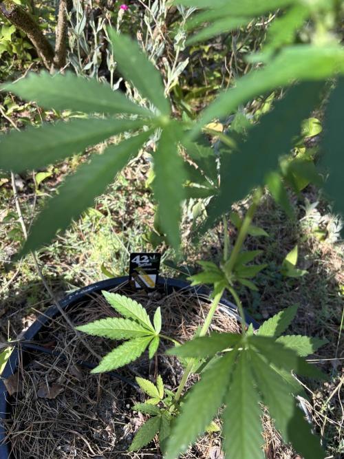 The final Outdoor attempt 2026. Week 6 - Wedding Cheesecake Auto