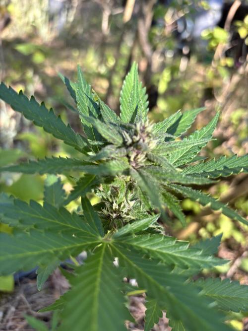 The final Outdoor attempt 2026. Week 6 - Wedding Cheesecake Auto??