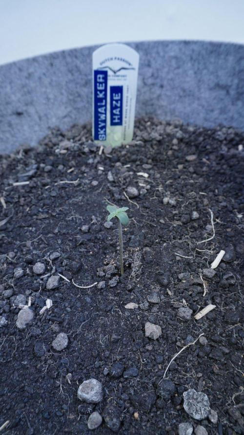 Auto Skywalker Haze x Sonnenerde. Week 0
