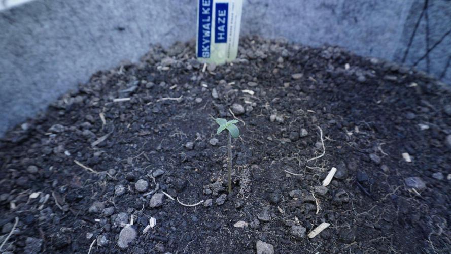 Auto Skywalker Haze x Sonnenerde. Week 0