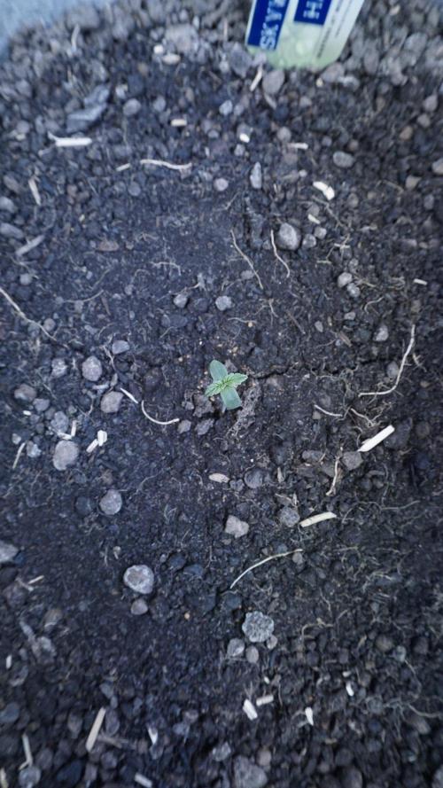 Auto Skywalker Haze x Sonnenerde. Week 0
