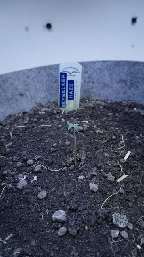 Auto Skywalker Haze x Sonnenerde. Week 0