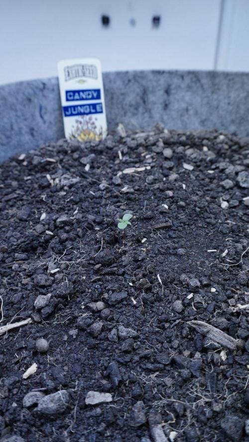 Candy Jungle Auto x Sonnenerde. Week 0