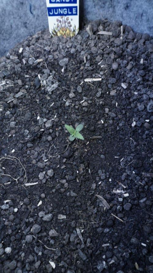 Candy Jungle Auto x Sonnenerde. Week 1