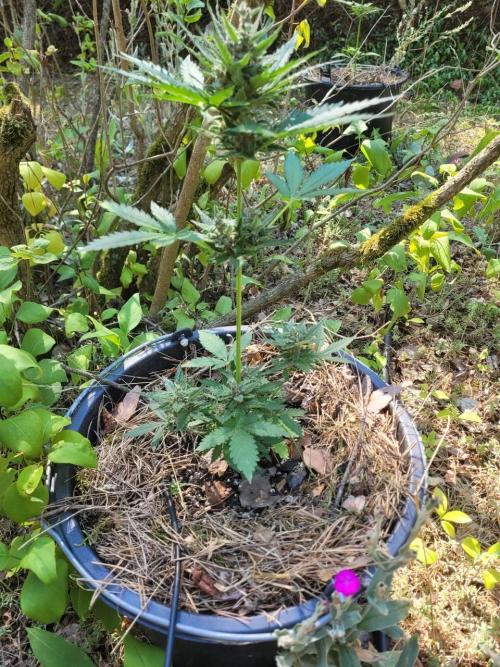 The final Outdoor attempt 2026. Week 10