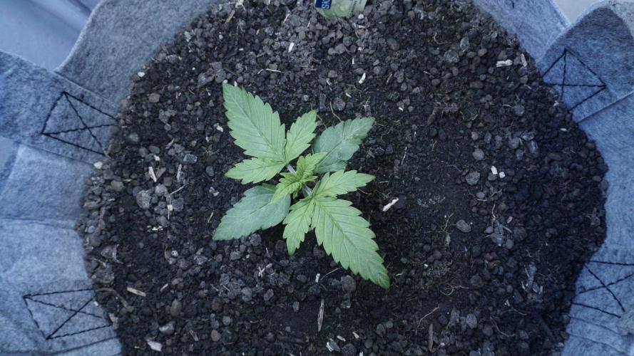 Auto Skywalker Haze x Sonnenerde. Week 2
