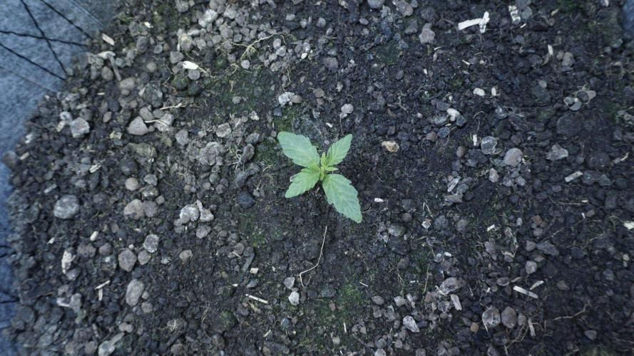 All Gas OG Auto x Sonnenerde. Week 2