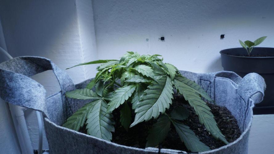 Auto Skywalker Haze x Sonnenerde. Week 3