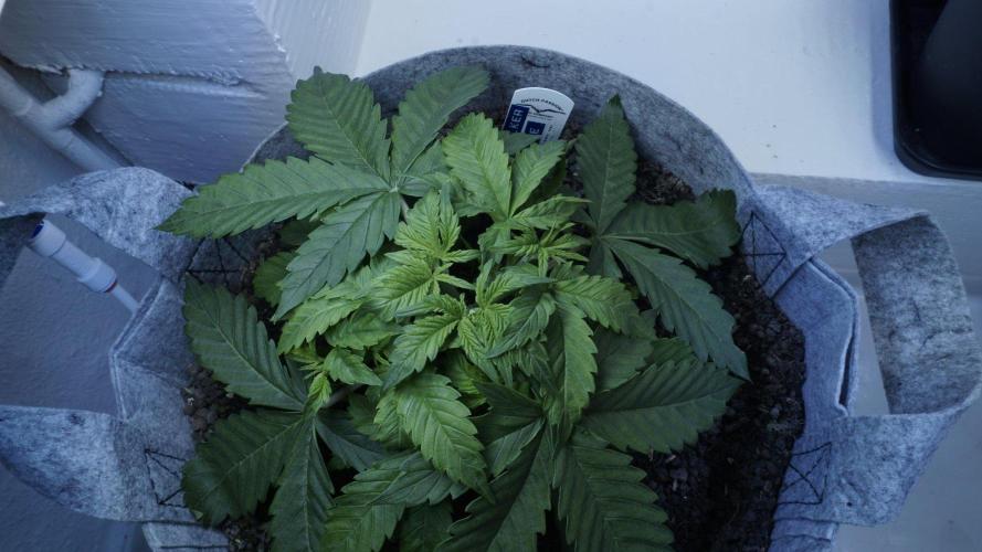 Auto Skywalker Haze x Sonnenerde. Week 3