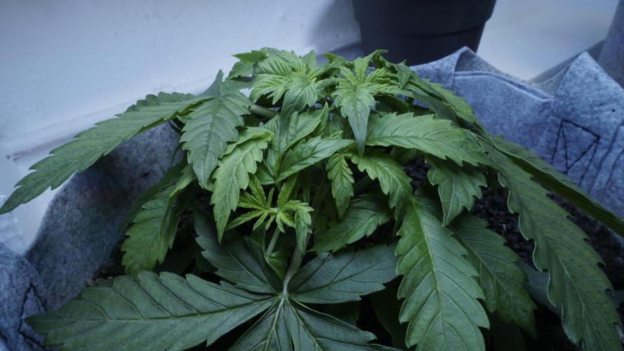 Auto Skywalker Haze x Sonnenerde. Week 3