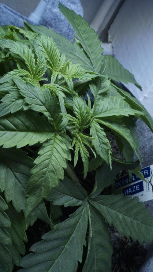 Auto Skywalker Haze x Sonnenerde. Week 3