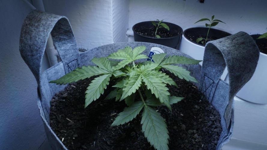 Auto Skywalker Haze x Sonnenerde. Week 3