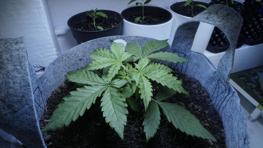 Auto Skywalker Haze x Sonnenerde. Week 3