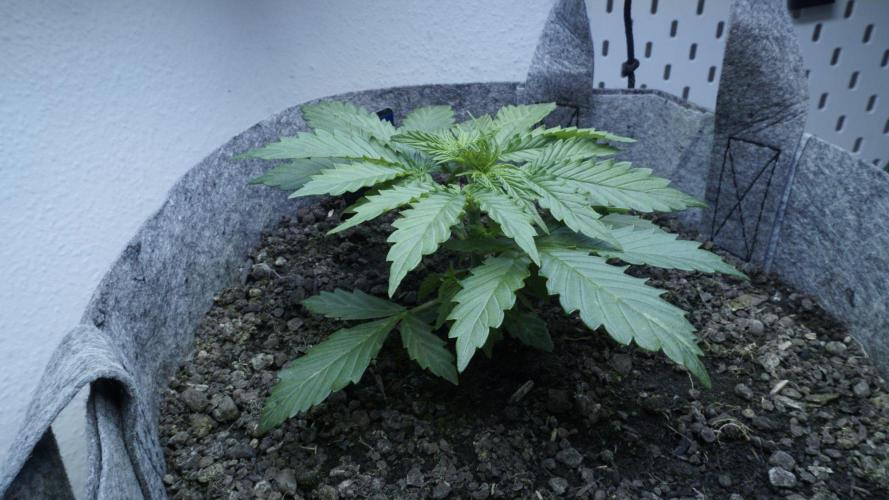 All Gas OG Auto x Sonnenerde. Week 3