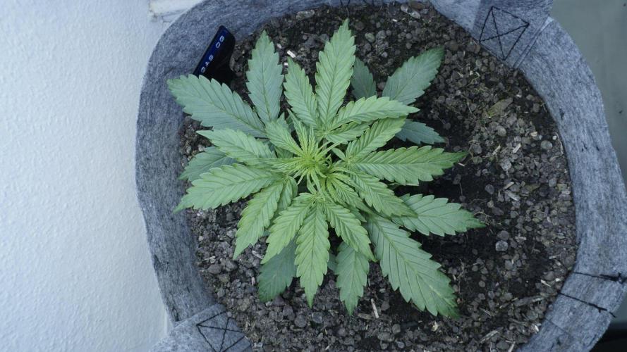 All Gas OG Auto x Sonnenerde. Week 3