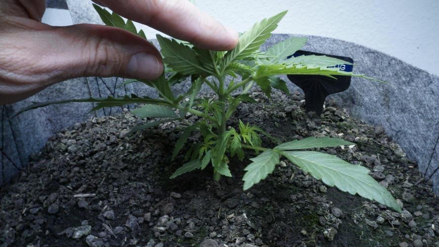 All Gas OG Auto x Sonnenerde. Week 3