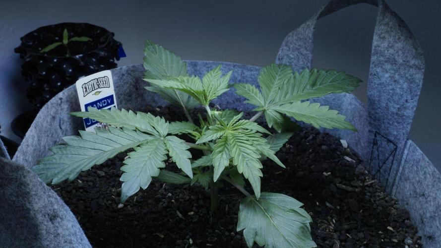 Candy Jungle Auto x Sonnenerde. Week 3