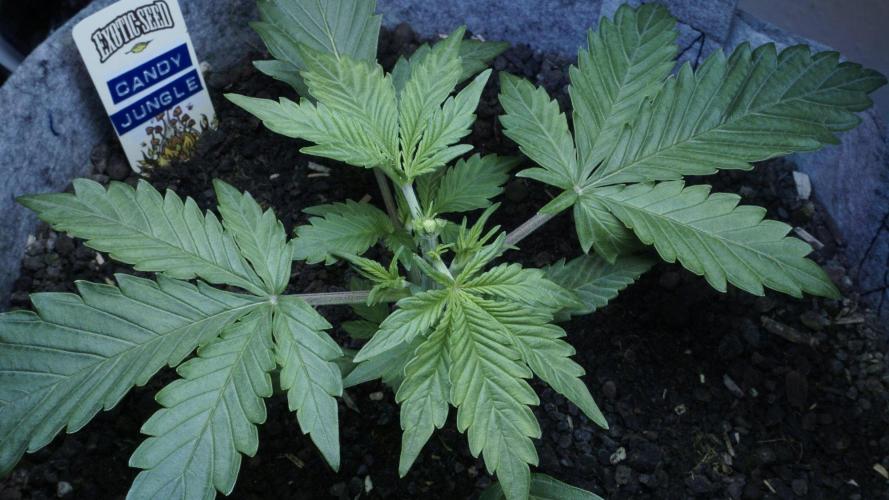 Candy Jungle Auto x Sonnenerde. Week 3