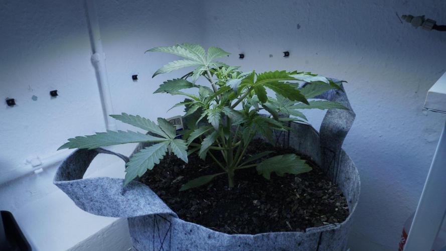 Candy Jungle Auto x Sonnenerde. Week 3